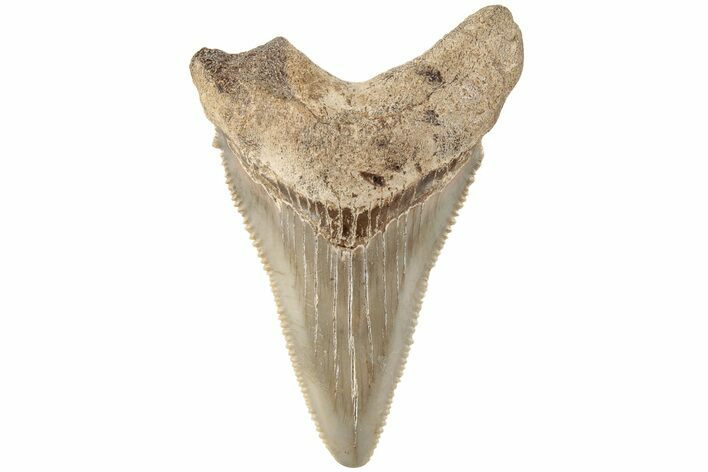 Serrated Angustidens Tooth - Megalodon Ancestor #202427
